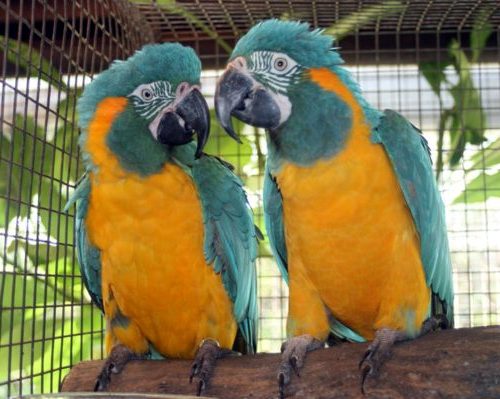 Blue throated macaw