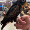 Bronze-Winged Pionus Parrot, Handfed Pionus, Tame Exotic Bird, Healthy Parrot, Intelligent Pet Bird, Safe Bird Shipping, Marcus Exotic Birds
