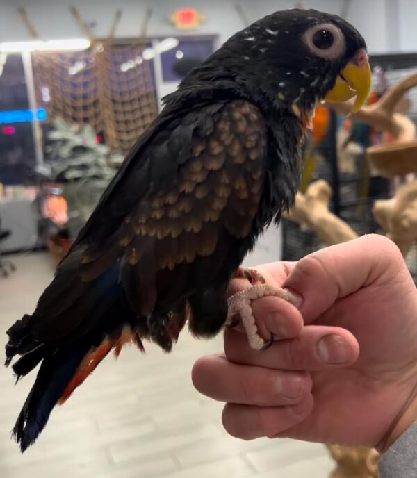 Bronze-Winged Pionus Parrot, Handfed Pionus, Tame Exotic Bird, Healthy Parrot, Intelligent Pet Bird, Safe Bird Shipping, Marcus Exotic Birds