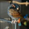Bronze Winged Pionus Parrot