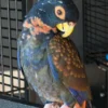 Bronze Winged Pionus Parrot