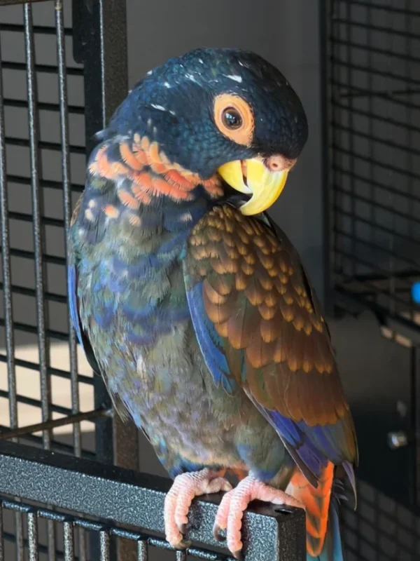 Bronze Winged Pionus Parrot