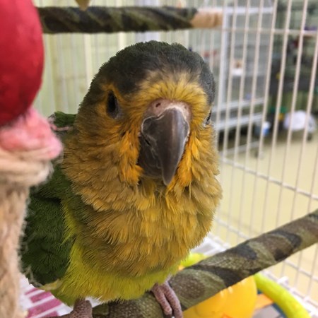 Brown Throated Conure1 Brown Throated Conure