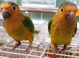 Brown Throated Conure2 Brown Throated Conure