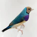 CamelHeadBlueBack_8fb81f6c-5735-4b84-ba99-295d1a6cdea6_75x75_crop_center Lady Gouldian Finch - Camel Head Blue Back