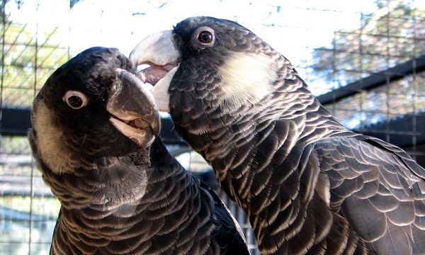 Carnabys-Black-Cockatoo-2-600x360 Carnabys Black Cockatoo