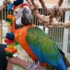 Calina Macaw