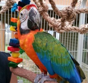Calina Macaw