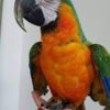 Catalina Macaw