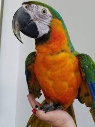 Catalina Macaw Catalina Macaw
