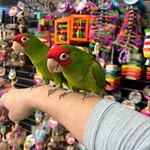 Cherry-Headed Conure, hand fed Cherry-Headed Conure, tame Cherry-Headed Conure, Cherry-Headed Conure for sale, Todd Marcus Birds Exotic, vaccinated conure, intelligent parrot, talking parrot, exotic birds, exotic bird shipping, domestic bird delivery, international bird shipping, tropical parrot, conure cage, conure diet, parrot care, exotic pets, parrot breeders, social birds, trained parrots Cherry-Headed Conure, hand fed Cherry-Headed Conure, tame Cherry-Headed Conure, Cherry-Headed Conure for sale, Todd Marcus Birds Exotic, vaccinated conure, intelligent parrot, talking parrot, exotic birds, exotic bird shipping, domestic bird delivery, international bird shipping, tropical parrot, conure cage, conure diet, parrot care, exotic pets, parrot breeders, social birds, trained parrots