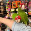 Cherry-Headed Conure, hand fed Cherry-Headed Conure, tame Cherry-Headed Conure, Cherry-Headed Conure for sale, Todd Marcus Birds Exotic, vaccinated conure, intelligent parrot, talking parrot, exotic birds, exotic bird shipping, domestic bird delivery, international bird shipping, tropical parrot, conure cage, conure diet, parrot care, exotic pets, parrot breeders, social birds, trained parrots Cherry-Headed Conure, hand fed Cherry-Headed Conure, tame Cherry-Headed Conure, Cherry-Headed Conure for sale, Todd Marcus Birds Exotic, vaccinated conure, intelligent parrot, talking parrot, exotic birds, exotic bird shipping, domestic bird delivery, international bird shipping, tropical parrot, conure cage, conure diet, parrot care, exotic pets, parrot breeders, social birds, trained parrots