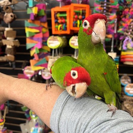 Cherry-Headed Conure, hand fed Cherry-Headed Conure, tame Cherry-Headed Conure, Cherry-Headed Conure for sale, Todd Marcus Birds Exotic, vaccinated conure, intelligent parrot, talking parrot, exotic birds, exotic bird shipping, domestic bird delivery, international bird shipping, tropical parrot, conure cage, conure diet, parrot care, exotic pets, parrot breeders, social birds, trained parrots Cherry-Headed Conure, hand fed Cherry-Headed Conure, tame Cherry-Headed Conure, Cherry-Headed Conure for sale, Todd Marcus Birds Exotic, vaccinated conure, intelligent parrot, talking parrot, exotic birds, exotic bird shipping, domestic bird delivery, international bird shipping, tropical parrot, conure cage, conure diet, parrot care, exotic pets, parrot breeders, social birds, trained parrots