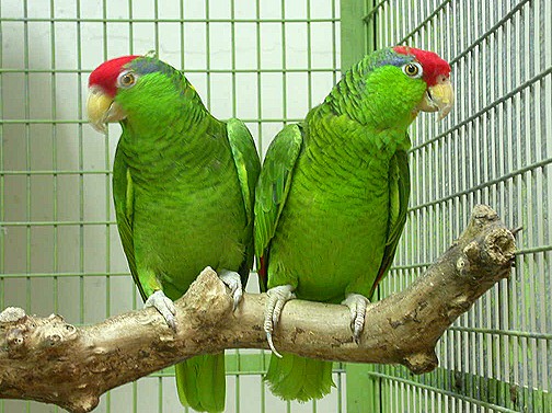 Cherry Headed Conure4 Cherry Headed Conure