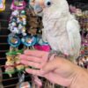 Goffin’s Cockatoos, hand-fed cockatoos, tame Goffin’s Cockatoo, exotic birds, parrot breeders, vaccinated cockatoos, Goffin’s Cockatoo shipping, talking parrots, companion parrots, intelligent parrots, tropical birds, playful cockatoos, pet cockatoos, cockatoos for sale, rare cockatoos, family-friendly parrots, exotic pet birds