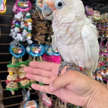 Goffin’s Cockatoos, hand-fed cockatoos, tame Goffin’s Cockatoo, exotic birds, parrot breeders, vaccinated cockatoos, Goffin’s Cockatoo shipping, talking parrots, companion parrots, intelligent parrots, tropical birds, playful cockatoos, pet cockatoos, cockatoos for sale, rare cockatoos, family-friendly parrots, exotic pet birds