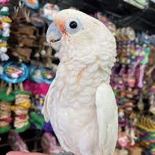 Goffin’s Cockatoos, hand-fed cockatoos, tame Goffin’s Cockatoo, exotic birds, parrot breeders, vaccinated cockatoos, Goffin’s Cockatoo shipping, talking parrots, companion parrots, intelligent parrots, tropical birds, playful cockatoos, pet cockatoos, cockatoos for sale, rare cockatoos, family-friendly parrots, exotic pet birds