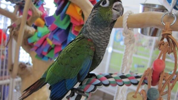 Crimson Bellied Conure, hand fed Crimson Bellied Conure, tame conure, exotic conure, Todd Marcus Birds Exotic, vaccinated conure, conure for sale, conure breeder, exotic parrot, parrot shipping, conure diet, bird cage, domestic bird shipping, international parrot delivery, colorful conure, friendly parrot, social conure, intelligent conure Crimson Bellied Conure, hand fed Crimson Bellied Conure, tame conure, exotic conure, Todd Marcus Birds Exotic, vaccinated conure, conure for sale, conure breeder, exotic parrot, parrot shipping, conure diet, bird cage, domestic bird shipping, international parrot delivery, colorful conure, friendly parrot, social conure, intelligent conure