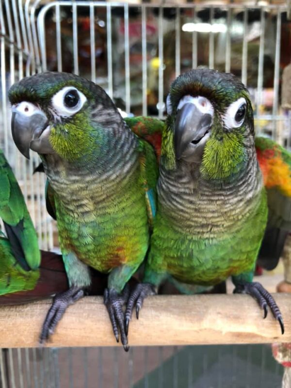 Crimson Bellied Conure, hand fed Crimson Bellied Conure, tame conure, exotic conure, Todd Marcus Birds Exotic, vaccinated conure, conure for sale, conure breeder, exotic parrot, parrot shipping, conure diet, bird cage, domestic bird shipping, international parrot delivery, colorful conure, friendly parrot, social conure, intelligent conure Crimson Bellied Conure, hand fed Crimson Bellied Conure, tame conure, exotic conure, Todd Marcus Birds Exotic, vaccinated conure, conure for sale, conure breeder, exotic parrot, parrot shipping, conure diet, bird cage, domestic bird shipping, international parrot delivery, colorful conure, friendly parrot, social conure, intelligent conure