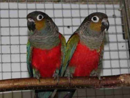 Crimson Bellied Conure Crimson Bellied Conure