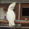 Ducorps Cockatoo