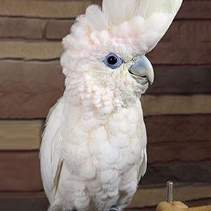 Ducorps-Cockatoo-2-300x300 Ducorps Cockatoo