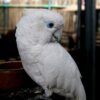 Ducorps Cockatoo