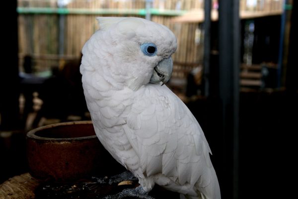 Ducorps-Cockatoo-3-600x400 Ducorps Cockatoo