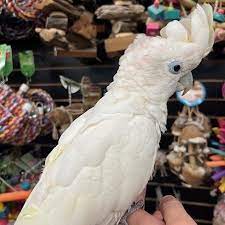 Ducorps Cockatoo'' Ducorps Cockatoos, hand-fed cockatoos, tame Ducorps Cockatoo, exotic birds, parrot breeders, vaccinated cockatoos, Ducorps Cockatoo shipping, talking parrots, companion parrots, intelligent parrots, tropical birds, rare cockatoos, New Guinea cockatoos, pet cockatoos, hand-raised cockatoos, family-friendly parrots, exotic pet birds, collectible parrots, rare exotic birds, worldwide parrot sales