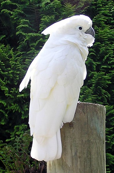 Ducorps-Cockatoo Ducorps Cockatoo
