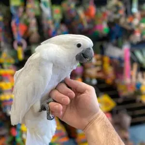 Ducorps Cockatoos, hand-fed cockatoos, tame Ducorps Cockatoo, exotic birds, parrot breeders, vaccinated cockatoos, Ducorps Cockatoo shipping, talking parrots, companion parrots, intelligent parrots, tropical birds, rare cockatoos, New Guinea cockatoos, pet cockatoos, hand-raised cockatoos, family-friendly parrots, exotic pet birds, collectible parrots, rare exotic birds, worldwide parrot sales Ducorps Cockatoos, hand-fed cockatoos, tame Ducorps Cockatoo, exotic birds, parrot breeders, vaccinated cockatoos, Ducorps Cockatoo shipping, talking parrots, companion parrots, intelligent parrots, tropical birds, rare cockatoos, New Guinea cockatoos, pet cockatoos, hand-raised cockatoos, family-friendly parrots, exotic pet birds, collectible parrots, rare exotic birds, worldwide parrot sales