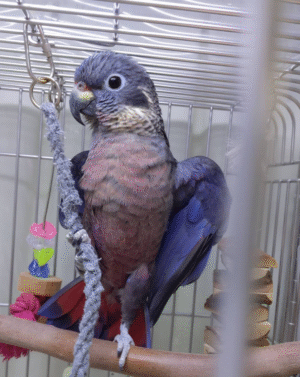 Dusky Pionus Parrot, Handfed Dusky Pionus, Rare Pionus Parrot, Exotic Pet Bird, Intelligent Pet Parrot, Calm Family Parrot, Playful Pionus Companion, Social Tropical Bird, Tropical Pet Parrot, Handfed Tropical Parrot, Tame Parrot for Sale, Safe Bird Shipping, Todd Marcus Birds Exotic, Healthy Exotic Parrot, Loyal Pet Bird, Interactive Parrot Dusky Pionus Parrot, Handfed Dusky Pionus, Rare Pionus Parrot, Exotic Pet Bird, Intelligent Pet Parrot, Calm Family Parrot, Playful Pionus Companion, Social Tropical Bird, Tropical Pet Parrot, Handfed Tropical Parrot, Tame Parrot for Sale, Safe Bird Shipping, Todd Marcus Birds Exotic, Healthy Exotic Parrot, Loyal Pet Bird, Interactive Parrot