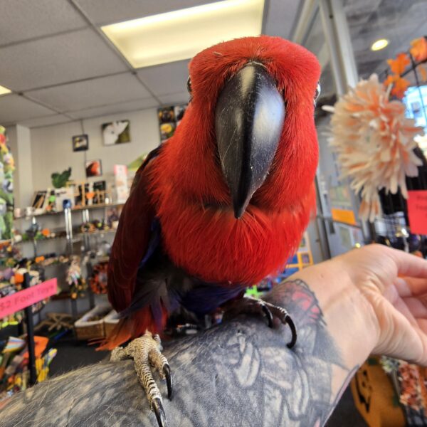 Moluccan Eclectus Parrot, Handfed Moluccan Eclectus, Rare Eclectus Parrot, Exotic Pet Bird, Intelligent Pet Parrot, Vibrant Tropical Bird, Playful Eclectus Companion, Calm Family Parrot, Healthy Exotic Bird, Handfed Tropical Parrot, Tame Parrot for Sale, Safe Bird Shipping, Todd Marcus Birds Exotic, Loyal Pet Parrot, Interactive Parrot Companion, Exotic Talking Bird