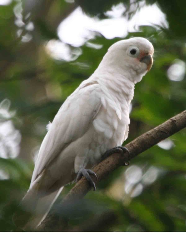 GOFFINS-COCKATOO-1-600x750 Goffins Cockatoo