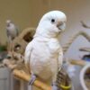 Goffins Cockatoo
