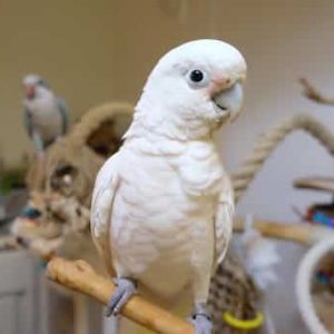 GOFFINS-COCKATOO-2-300x300 Goffins Cockatoo