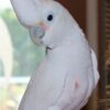 Goffins Cockatoo