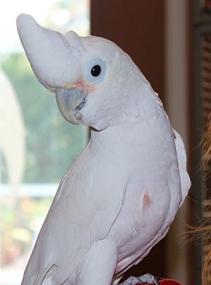 GOFFINS-COCKATOO-3 Goffins Cockatoo