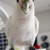 Goffins Cockatoo