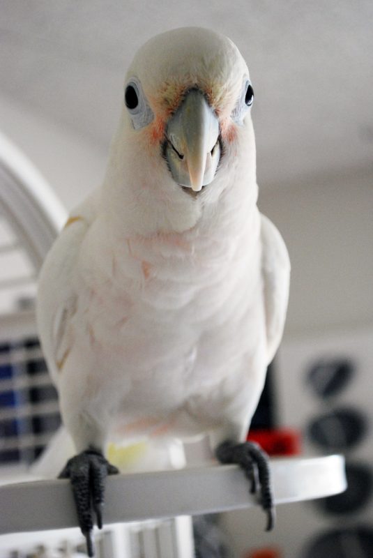 GOFFINS-COCKATOO-4-535x800 Goffins Cockatoo