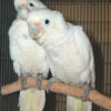 Goffins Cockatoo