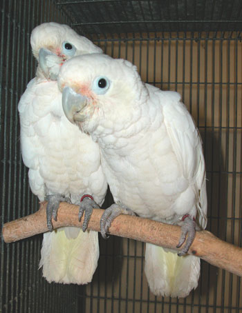 GOFFINS-COCKATOO-5 Goffins Cockatoo