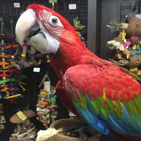 GWM1-2 Green Winged Macaw