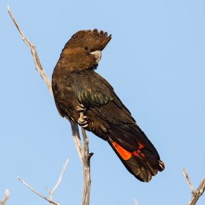 Glossy-Black-Cockatoo-2-300x300 Glossy Black Cockatoo