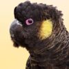 Glossy Black Cockatoo