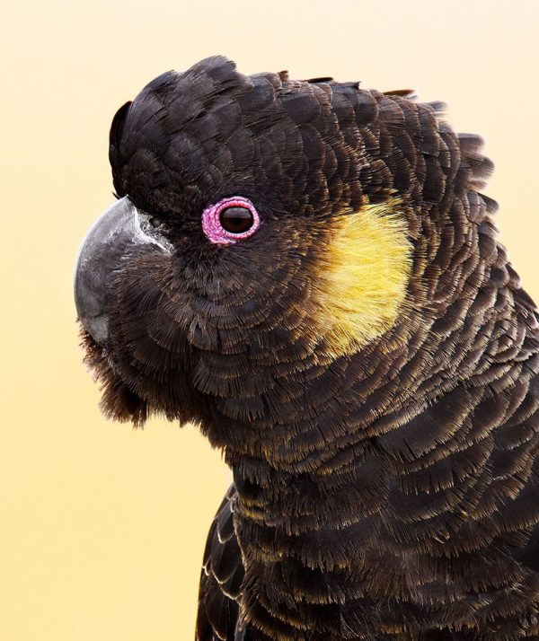 Glossy-Black-Cockatoo-3-600x714 Glossy Black Cockatoo