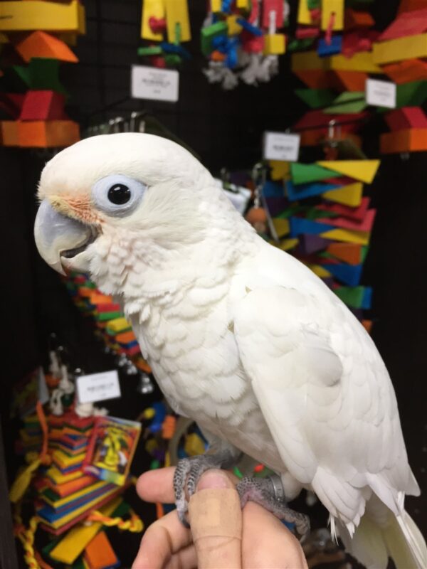 Goffin’s Cockatoos, hand-fed cockatoos, tame Goffin’s Cockatoo, exotic birds, parrot breeders, vaccinated cockatoos, Goffin’s Cockatoo shipping, talking parrots, companion parrots, intelligent parrots, tropical birds, playful cockatoos, pet cockatoos, cockatoos for sale, rare cockatoos, family-friendly parrots, exotic pet birds