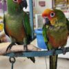 Gold Capped Conure, hand fed Gold Capped Conure, tame Gold Capped Conure, Todd Marcus Birds Exotic, Gold Capped Conure for sale, exotic conure, vaccinated conure, intelligent parrot, colorful bird, parrot breeder, exotic bird shipping, domestic bird shipping, international bird delivery, conure cage, parrot care, conure diet, exotic pets, parrot lovers, tropical birds, tamed parrot Gold Capped Conure, hand fed Gold Capped Conure, tame Gold Capped Conure, Todd Marcus Birds Exotic, Gold Capped Conure for sale, exotic conure, vaccinated conure, intelligent parrot, colorful bird, parrot breeder, exotic bird shipping, domestic bird shipping, international bird delivery, conure cage, parrot care, conure diet, exotic pets, parrot lovers, tropical birds, tamed parrot