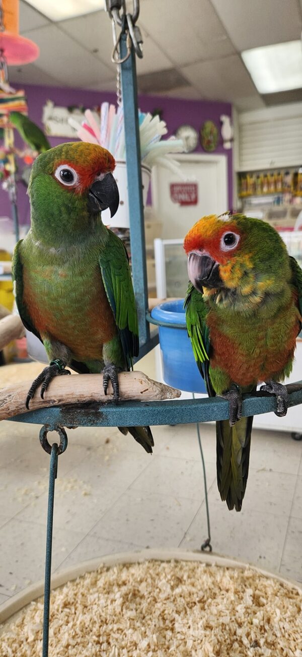 Gold Capped Conure, hand fed Gold Capped Conure, tame Gold Capped Conure, Todd Marcus Birds Exotic, Gold Capped Conure for sale, exotic conure, vaccinated conure, intelligent parrot, colorful bird, parrot breeder, exotic bird shipping, domestic bird shipping, international bird delivery, conure cage, parrot care, conure diet, exotic pets, parrot lovers, tropical birds, tamed parrot Gold Capped Conure, hand fed Gold Capped Conure, tame Gold Capped Conure, Todd Marcus Birds Exotic, Gold Capped Conure for sale, exotic conure, vaccinated conure, intelligent parrot, colorful bird, parrot breeder, exotic bird shipping, domestic bird shipping, international bird delivery, conure cage, parrot care, conure diet, exotic pets, parrot lovers, tropical birds, tamed parrot