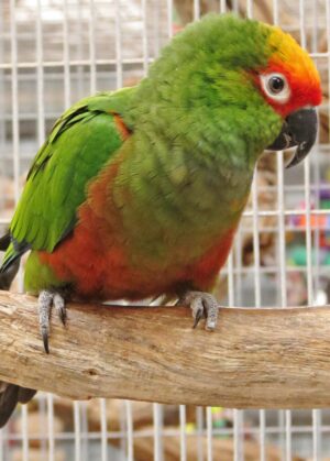 Gold Capped Conure, hand fed Gold Capped Conure, tame Gold Capped Conure, Todd Marcus Birds Exotic, Gold Capped Conure for sale, exotic conure, vaccinated conure, intelligent parrot, colorful bird, parrot breeder, exotic bird shipping, domestic bird shipping, international bird delivery, conure cage, parrot care, conure diet, exotic pets, parrot lovers, tropical birds, tamed parrot Gold Capped Conure, hand fed Gold Capped Conure, tame Gold Capped Conure, Todd Marcus Birds Exotic, Gold Capped Conure for sale, exotic conure, vaccinated conure, intelligent parrot, colorful bird, parrot breeder, exotic bird shipping, domestic bird shipping, international bird delivery, conure cage, parrot care, conure diet, exotic pets, parrot lovers, tropical birds, tamed parrot